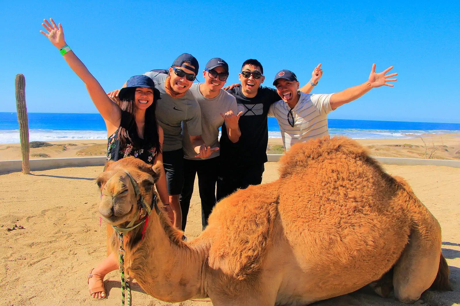 camel-ride-cabo-san-lucas-mexico-fun-vacation-27.webp